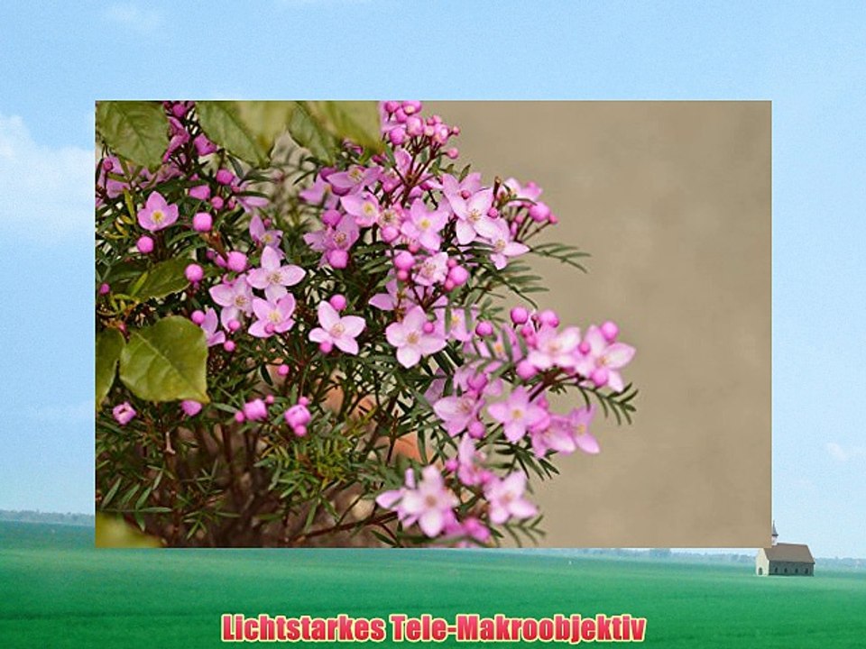 Sigma 105 mm F28 EX Makro DG OS HSM-Objektiv (62 mm Filtergewinde) f?r Sony Objektivbajonett