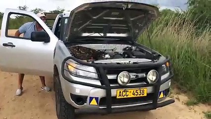 Une famille découvre un énorme python sous le capot de leur voiture