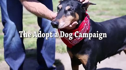 Meet Melanie- Adopt A Shelter Dog Campaign