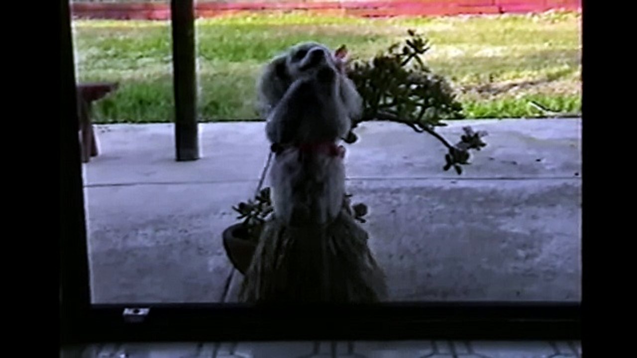 Poodles Are Awesome- Compilation