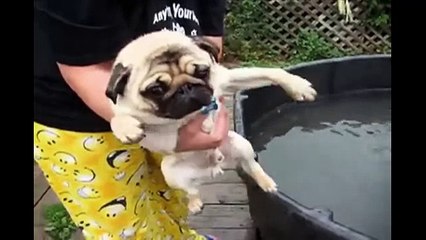 Pugs Are Awesome- Compilation