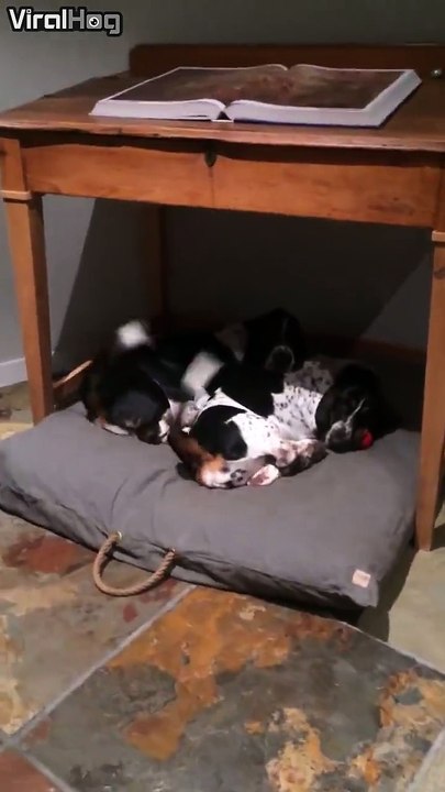 Synchronized dog tail wagging