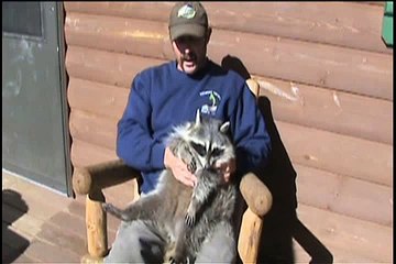 Raccoon Covers His Eyes - Cute Raccoon Video
