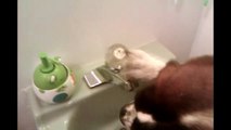 Smart Dog Drinks From Bathroom Sink