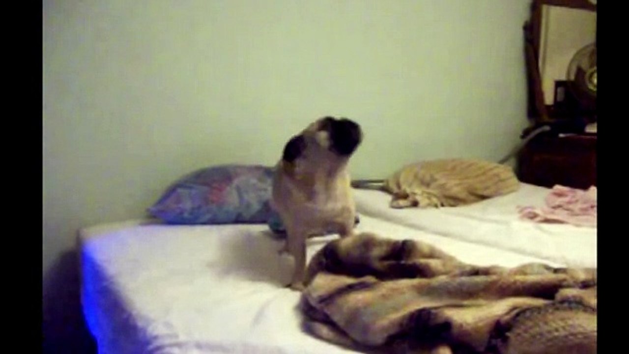 Talking Dogs- Compilation