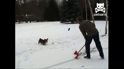 Adorable dog does backflips in snow