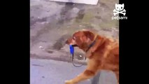 Adorable dog walks himself
