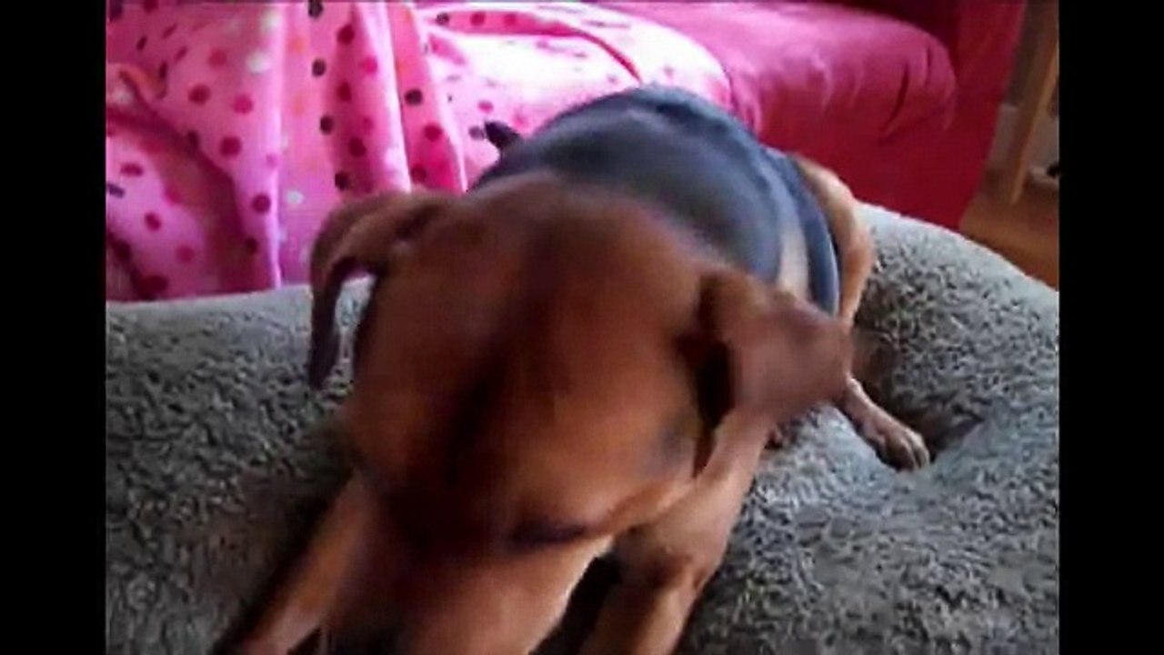 Amazing Sneezing Dog!