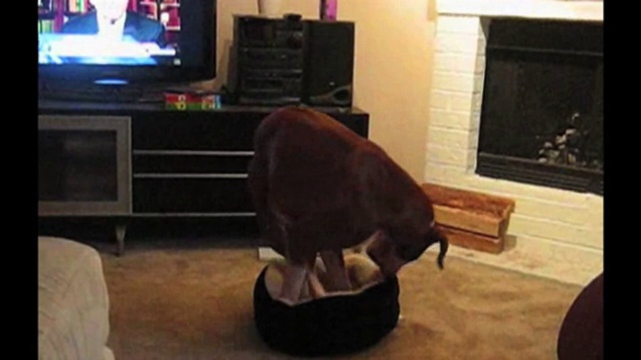 Big Dog In A Little Bed