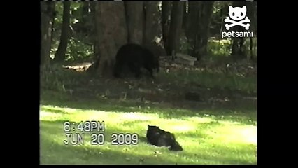 Courageous cat scares bear up tree