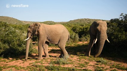 Male elephant explores another elephant's body with its trunk