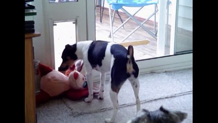 Dog Tries Until he Succeeds(1)