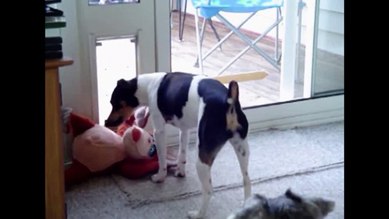 Dog Tries Until he Succeeds(1)
