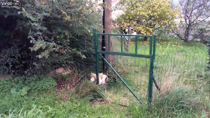 Timi the cat borrows a stuffed tiger toy from the neighbors...