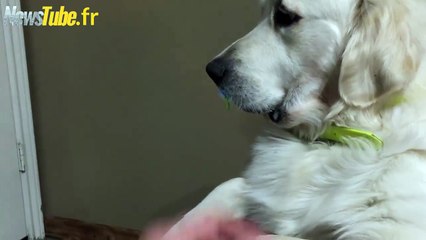 Chien refuse de renoncer à la tétine