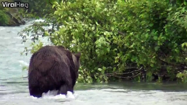 Incredible close-up footage of a grizzly bear in Katmai, Alaska.