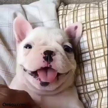 15 Cutest Dog Moments - Omigu.com Presents #4