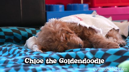 PuppyTubeHD!! Chloe the Goldendoodle Puppy in 4K!