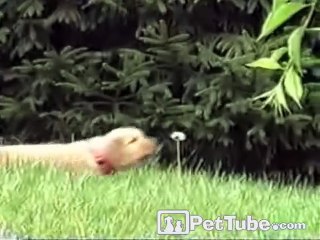 When a Puppy Attacks (A Weed)- PetTube