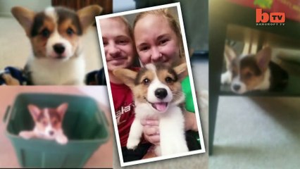 Cute Corgi Escape  Puppy Breaks Down Dog-Proof Gate