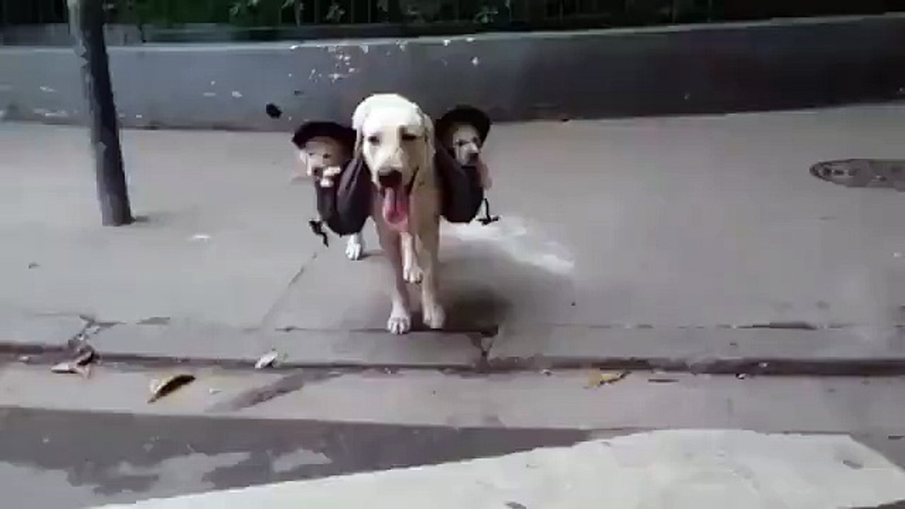 Rien de tel qu'un papa chien en train de promener ses petits dans un sac-à-dos !