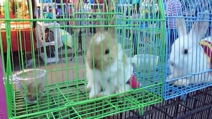 จิงโจ้บิน กระต่ายน้อย เม่นแคระ หนูแฮมสเตอร์ ;Sugar glider, Little Rabbit, Pygmy hedgehog,