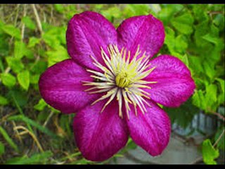 IVANA PANDUROVIC- JA JOS CUVAM OVAJ STRUCAK CVECA