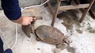 TURTLES MAKING OUT  WOW..