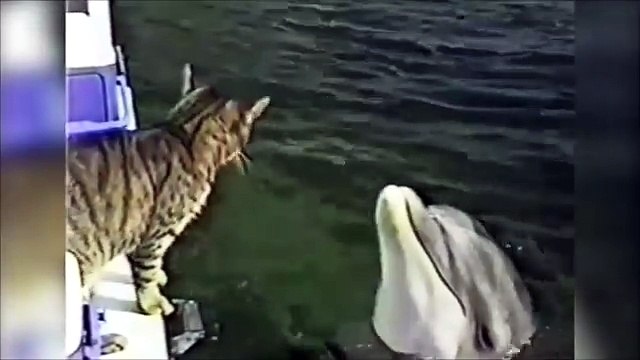 Cat and Delphin are friends ( Mačka i delfin su prijatelji )
