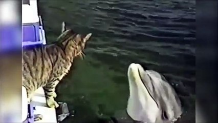 Cat and Delphin are friends ( Mačka i delfin su prijatelji )