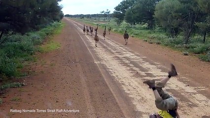 Amazing Method of Attracting Emus