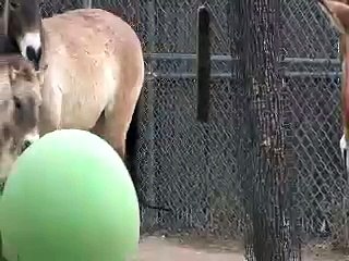 Horse Play With Toy Ball