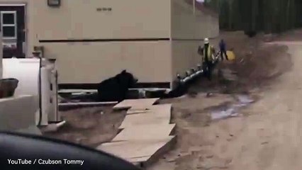 Man Dressed Up In A Bear Suit And Terrifies His Friend