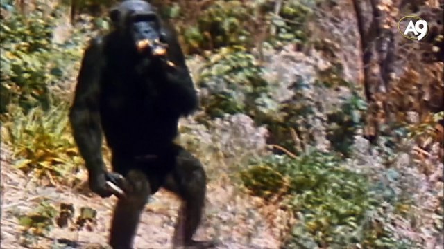 Evrim teorisinin iki ayaklılık çıkmazı