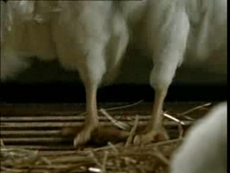 Pub le gaulois - French Cancan