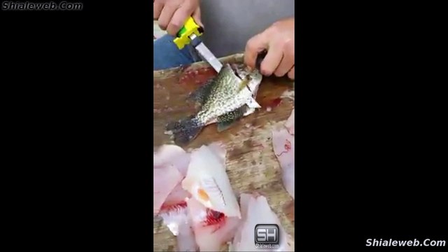 IMPRESIONANTE PESCADO CON PARASITOS ANISAKIS UNA RAZON PARA NO COMER PESCADO CRUDO SOLO BIEN COCIDO Y REVISARLOS MARZO 2016
