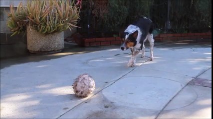 Voici le chien le plus intelligent du monde