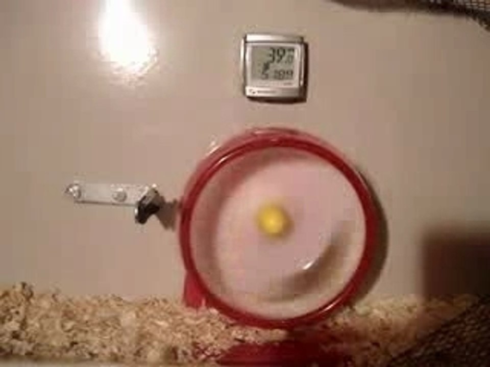 Hamster_www.planetbossi.ch