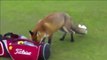 WATCH: Fox Steals Wallet on Golf Course