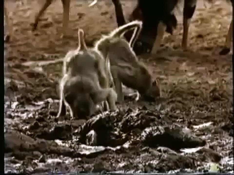 Timsah Maymunun Kafasını Isırdı
