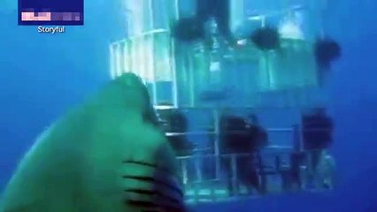 Bugüne kadar görüntülenen en büyük köpekbalığı