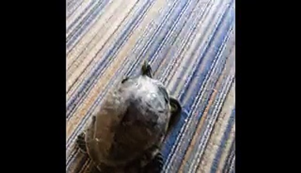 Dancing Turtle Loves To Be Pet Like A Dog