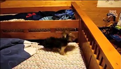 Hamster Uses Mind Control to Make Dog Jump