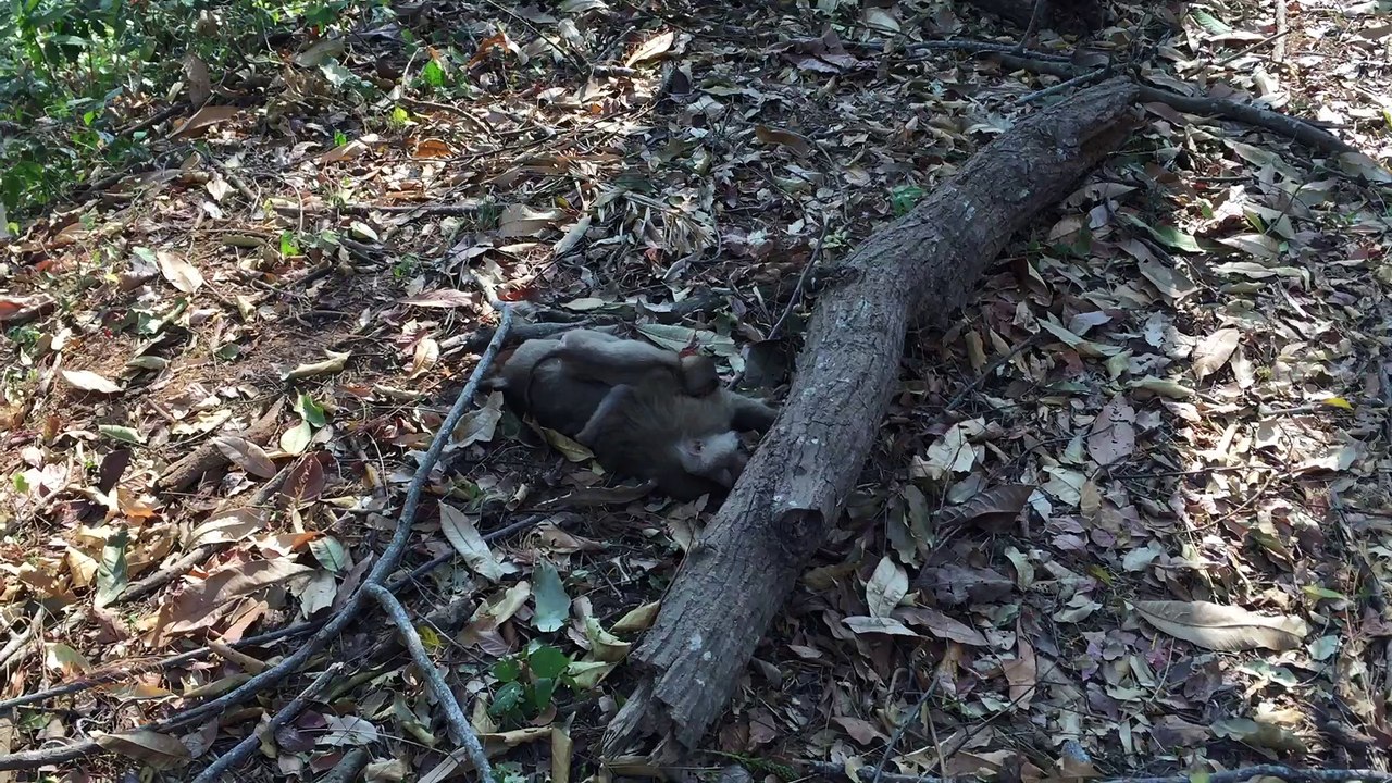 Un bébé singe pleure la perte de sa maman. Tellement touchant