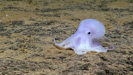 Nueva especie de pulpo de aspecto fantasmal descubierta por la NOAA en Hawai