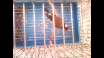 chant chardonneret secteur guelma  24000