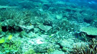 Amazing dive site in Raja Ampat Indonesia