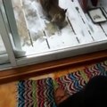 Dog Barks At Bobcat Face-To-Face