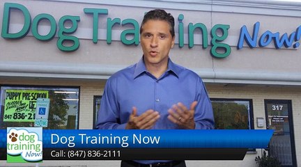 Dog Training Now Schaumburg         Wonderful         5 Star Review by cary m.