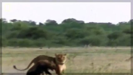 Documentário de Leōes - A Vingança de Leão [HIENAS COMEM LEOA!!!] Especial da NATIONAL GEOGRAPHIC